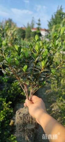 高度30厘米春鹃