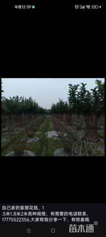 80公分紫薇花瓶