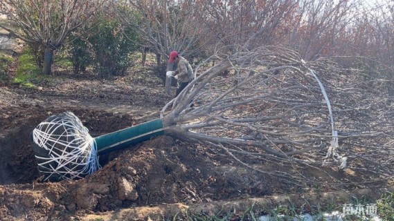 高度500厘米关山樱