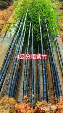 3公分竹子