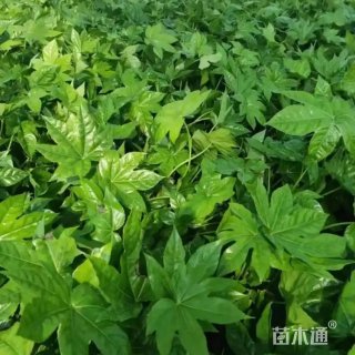 高度45厘米八角金盘
