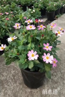 高度20厘米鬼针草