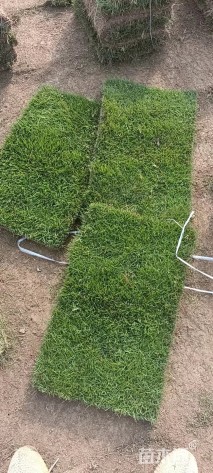 草块状马尼拉草