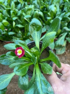 高度10厘米雏菊