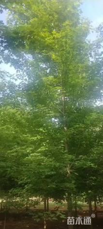 18公分美国红枫