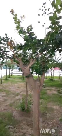 高度1200厘米美国紫薇