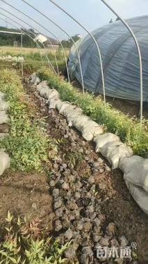 高度35厘米南天竹小苗