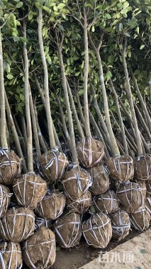 11公分高杆石楠