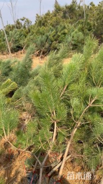 高度200厘米黑松