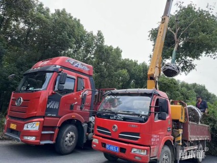 15公分乌桕