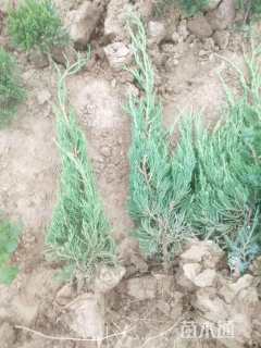 高度30厘米龙柏