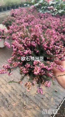 高度30厘米欧石楠