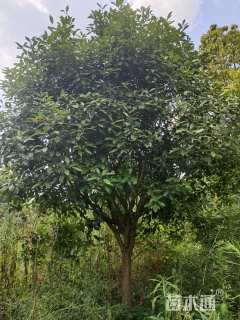 8公分高杆红叶石楠