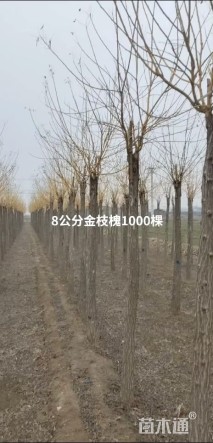 8公分黄金槐