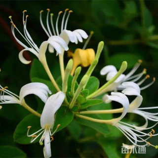 30厘米金银花