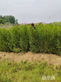 高度70厘米侧柏小苗