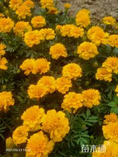 15公分樱花