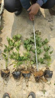 高度40厘米鸭脚木