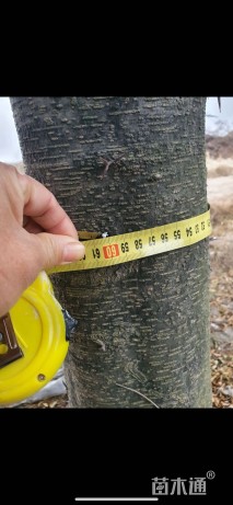 20公分皂荚