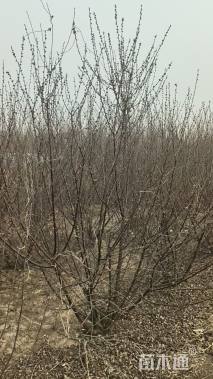 高度200厘米丛生榆叶梅