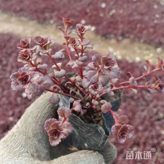 高度10厘米三色堇