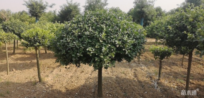 高度100厘米卫矛球