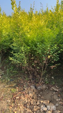 高度80厘米金叶榆小苗