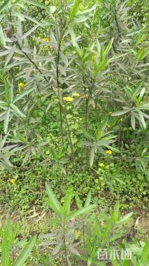 高度1.8厘米夹竹桃