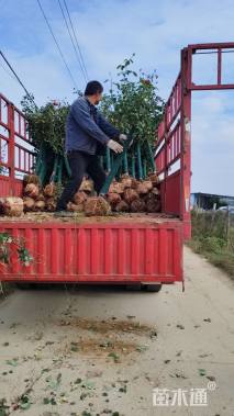 5公分树状月季
