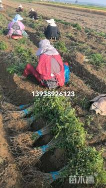 高度40厘米紫穗槐