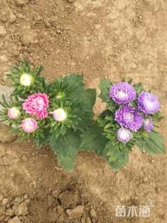 高度15厘米翠菊