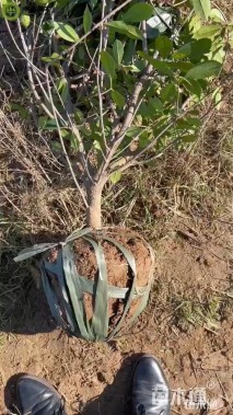 冠幅150厘米红叶石楠球