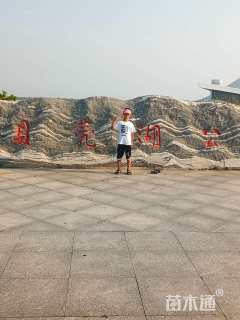 高度80厘米金叶连翘