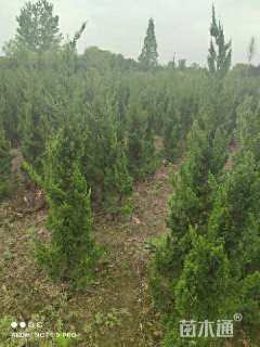 高度2厘米龙柏柱