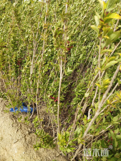 高度80厘米红王子锦带