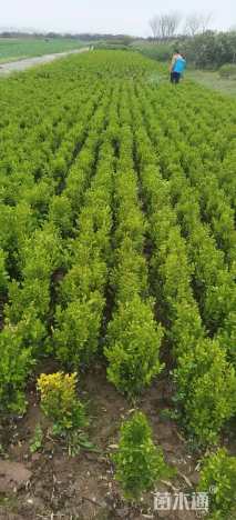 高度40厘米小叶黄杨