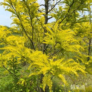 15公分金叶皂荚