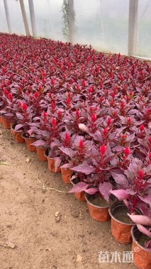 高度20厘米鸡冠花