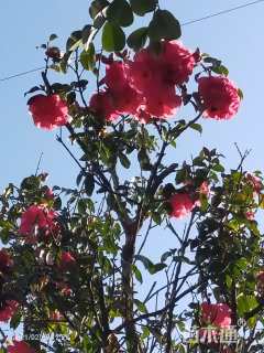 高度500厘米茶花