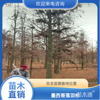 15公分墨西哥落羽杉