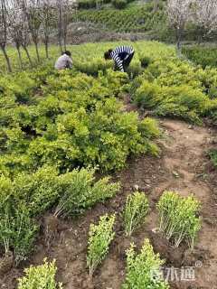 高度50厘米小叶黄杨