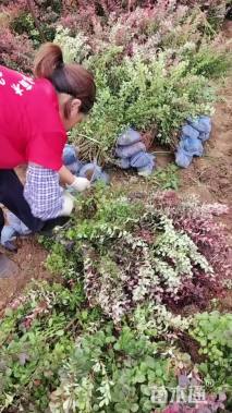 高度40厘米紫叶小檗