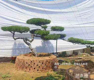 20公分造型黑松