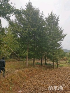 30公分银杏