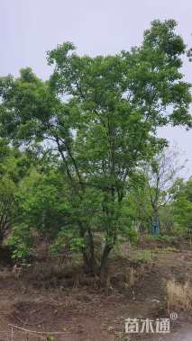 8公分(4杆)丛生乌桕