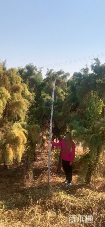 高度250厘米柽柳