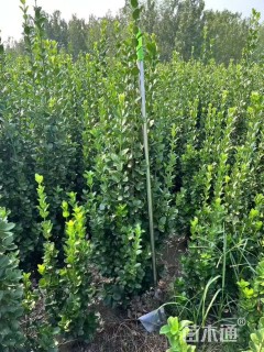高度150厘米北海道黄杨