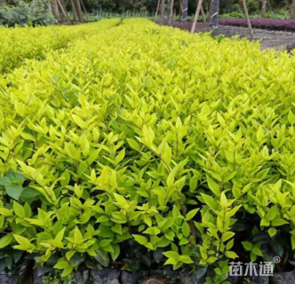 高度35厘米金森女贞