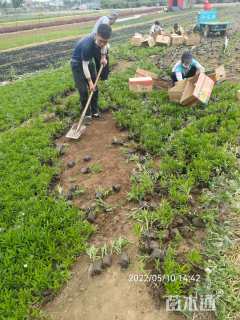 高度15厘米假龙头
