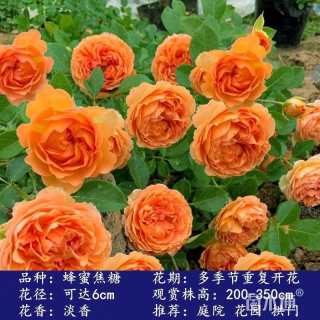 150厘米藤本月季